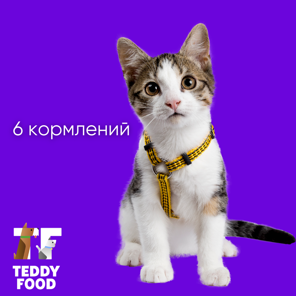 TeddyFood: помощь животным в приютах