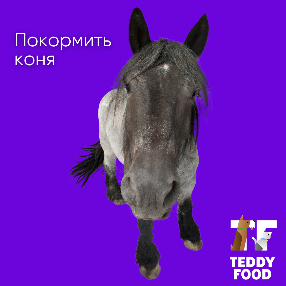 TeddyFood: покормить коня