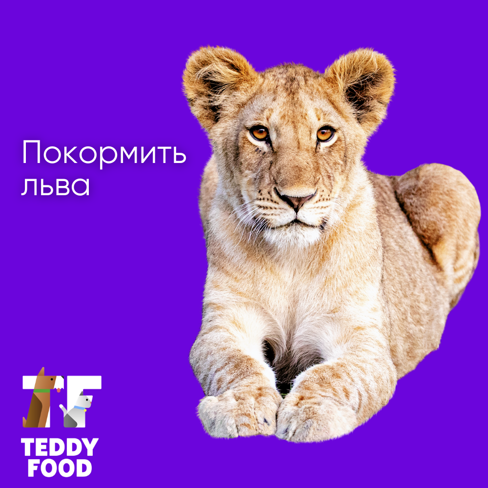 TeddyFood: забота о льве