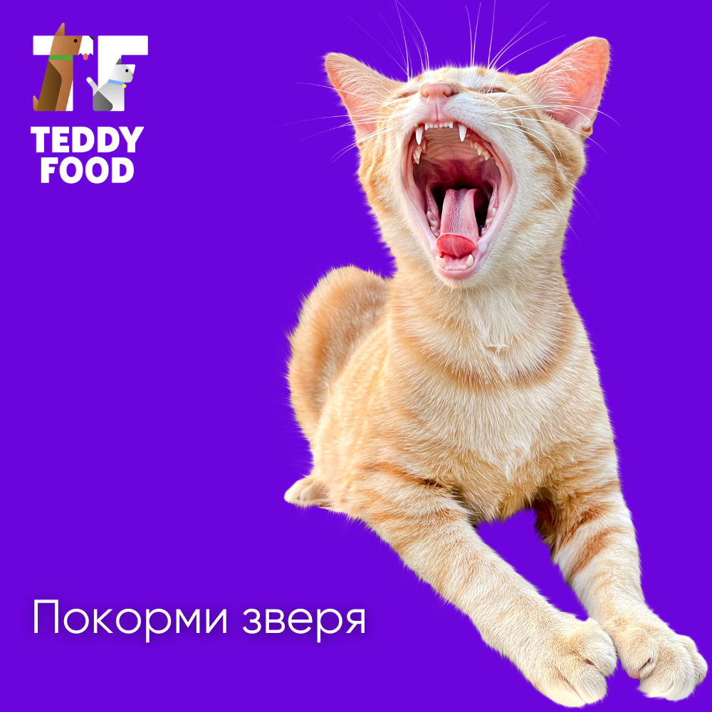 TeddyFood: помощь животным в приютах